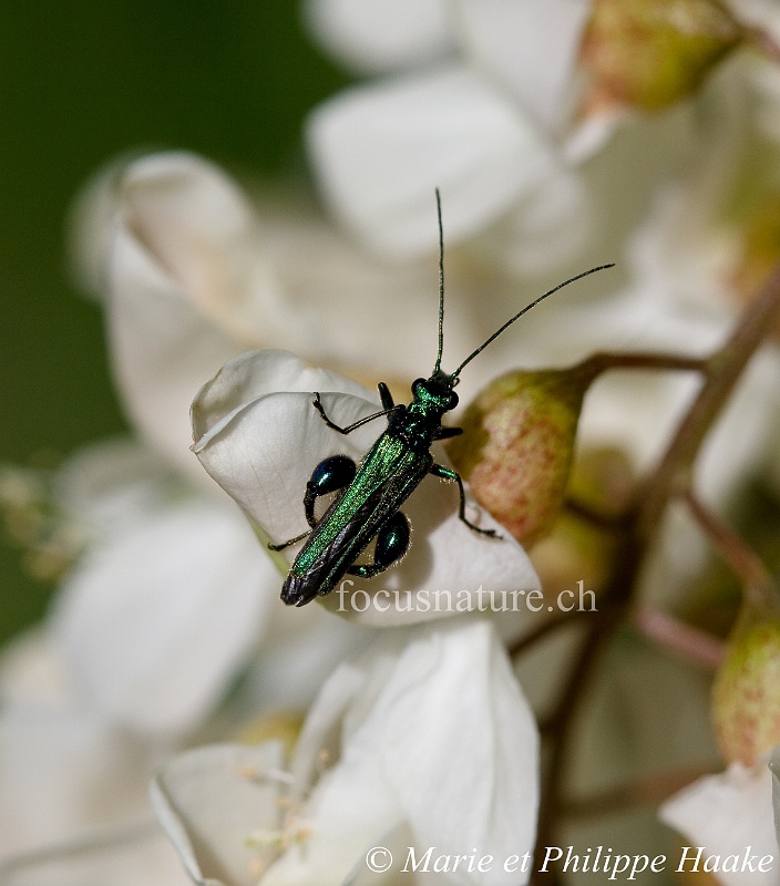 Longicorne 5262_wm.jpg - Longicorne, Oedemera Nobilis (Etournel, Ain, France, mai 2009)
